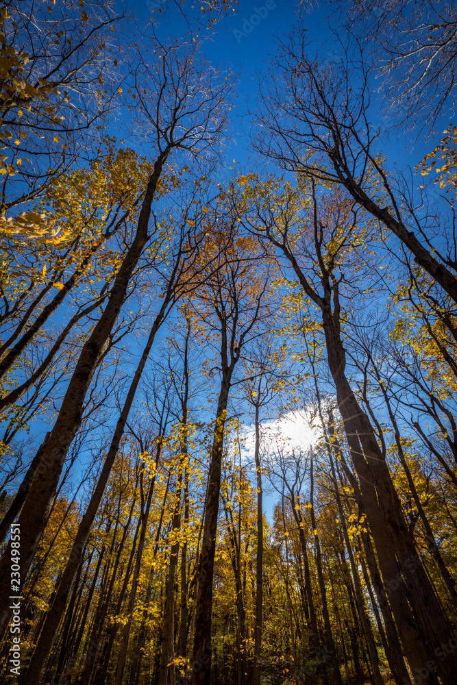 Falls beautiful Colourful trees of the Gatineau Hills. Falls beautiful Colourful trees of the Gatineau Hills.