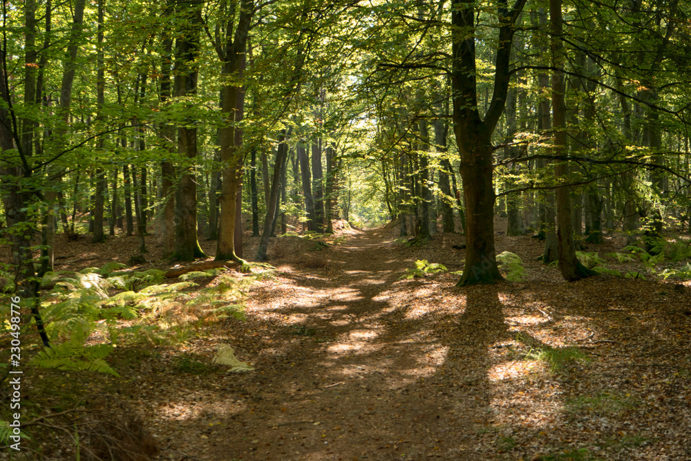 Naklejka premium W Darßwald nad Darß