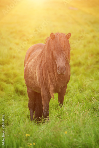 Single icelandic chestnut horse grazing on the green meadow in Iceland © Roxana