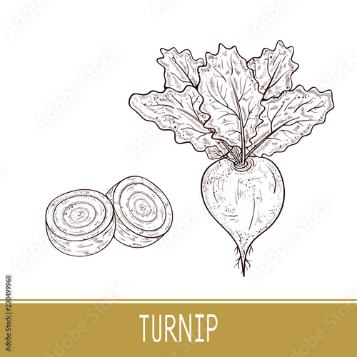 Turnip. Vegetable. Root, fruit, leaves. Sketch. Set.