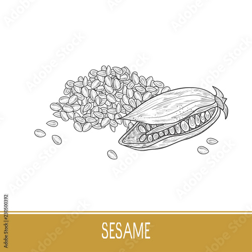 Sesame. Fruit, seed. Sketch. On a white background. Monophonic.