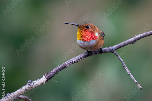 Rufus Hummingbird photo