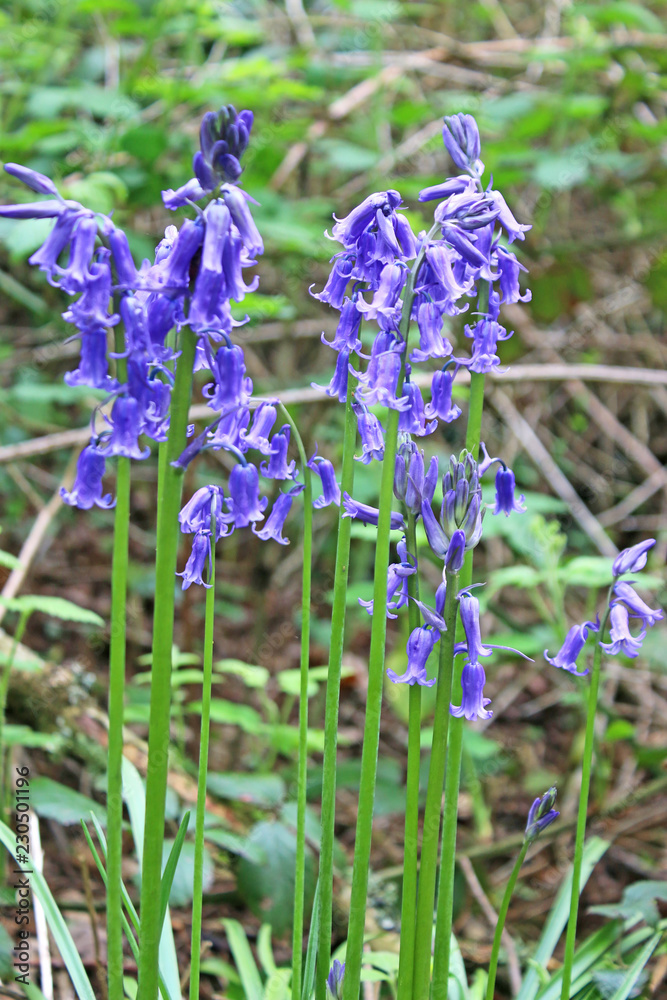 Fototapeta premium English Bluebells in a wood