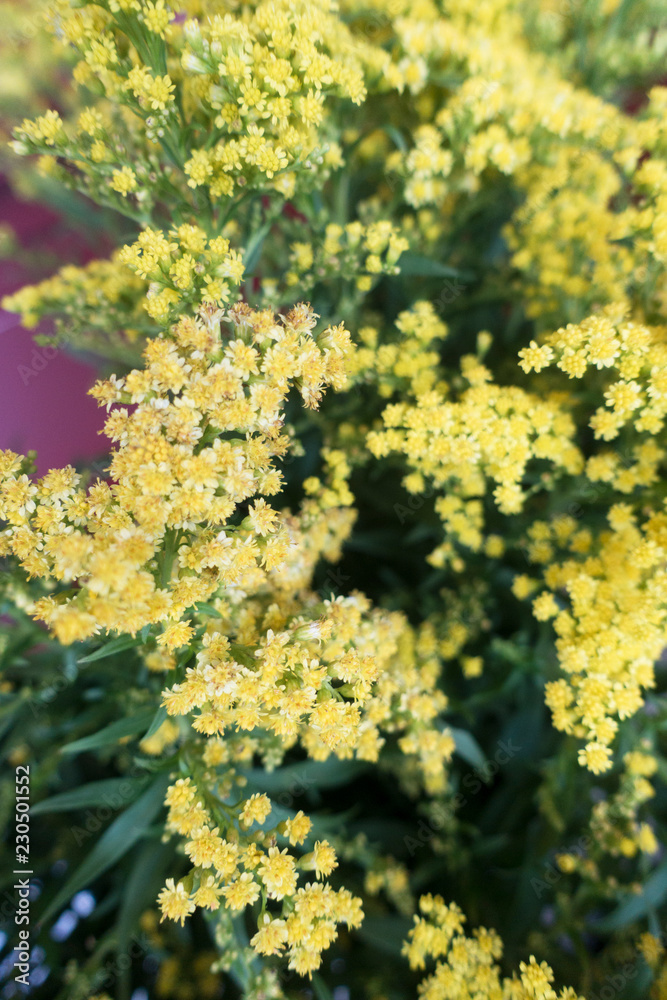 Yellow Spring Flowers background Yellow Spring Flowers background