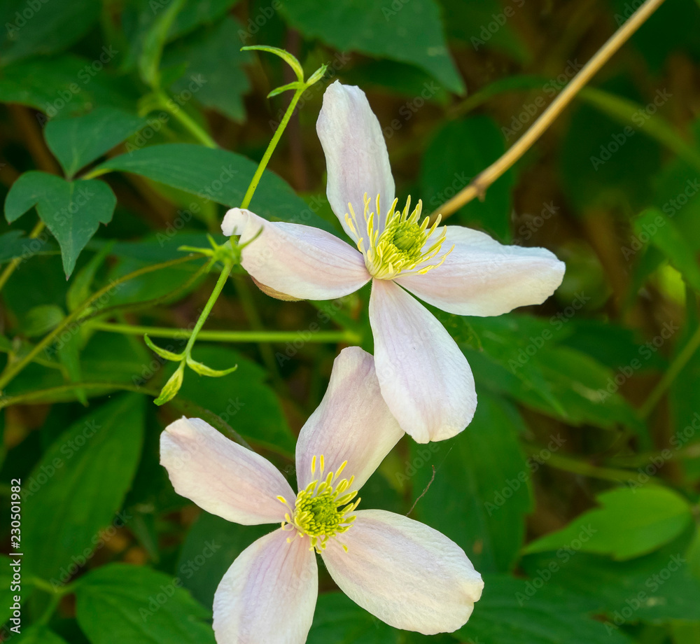 Obraz premium Clematis montana - Clématites des montagnes 'Rubens'. Une variété de clématite originaire d'himalaya aux petites fleurs printanières de couleur blanche ou rose.