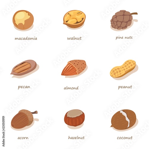 Nutwood icons set. Isometric set of 9 nutwood vector icons for web isolated on white background