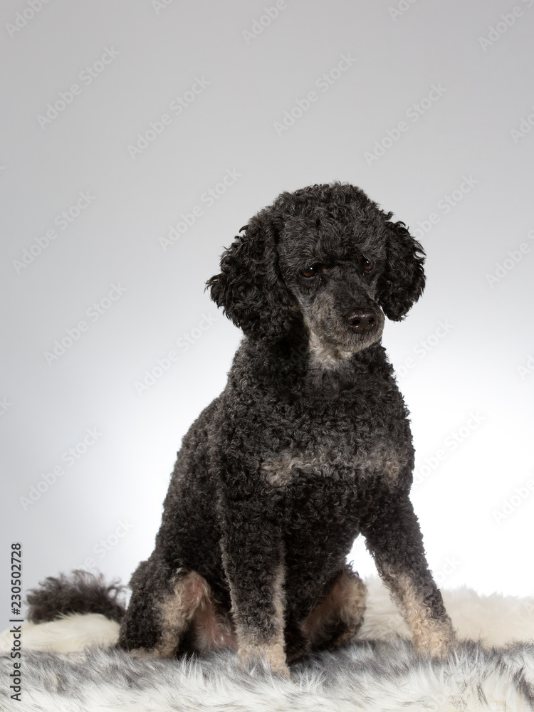 Black poodle portrait. Image taken in a studio Black poodle portrait. Image taken in a studio