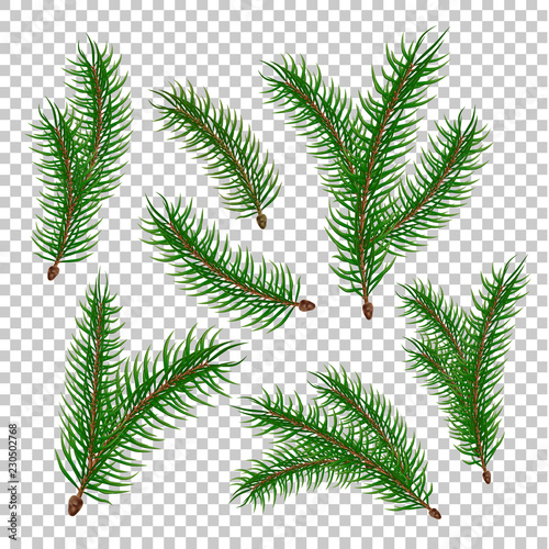 Vector realistic spruce fir tree branches set