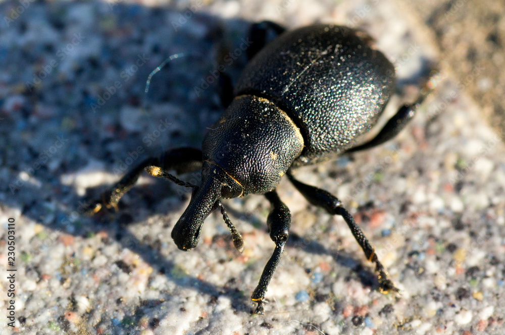 Fototapeta premium Insetto