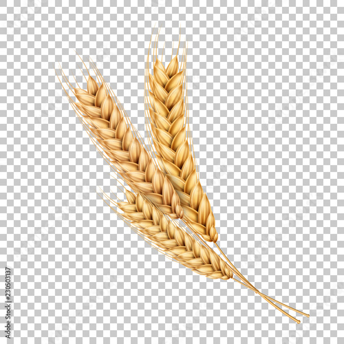Vector wheat ears spikelets realistic with grains photo
