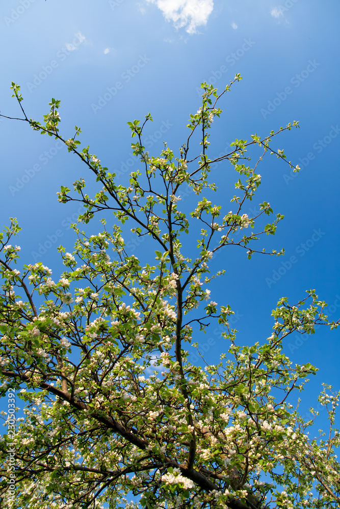 Fototapeta premium branch of a tree