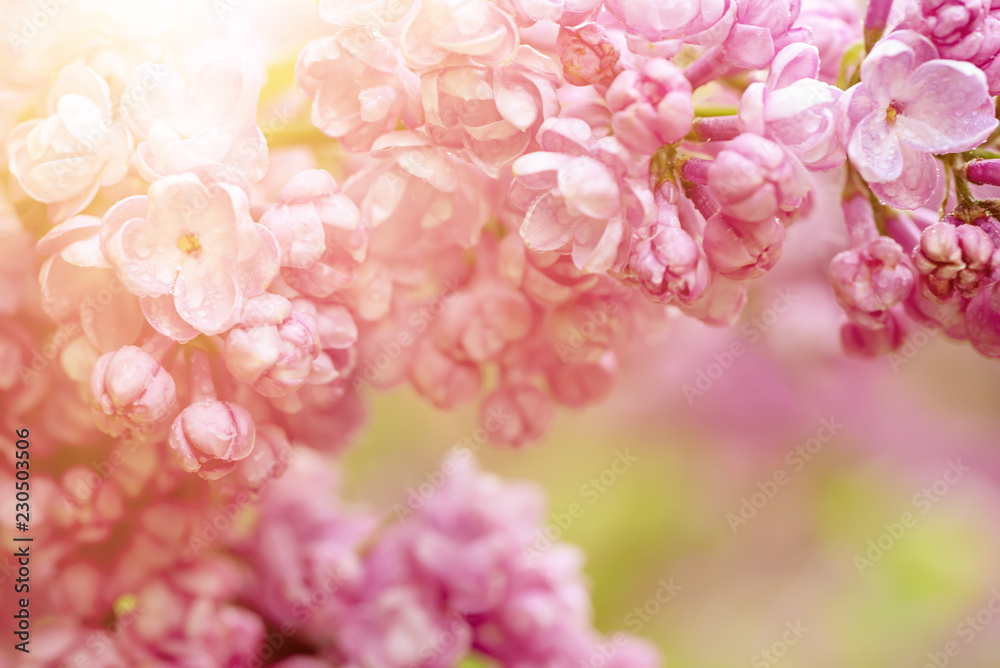 Macro image of spring soft violet lilac flowers, natural seasonal floral background. Can be used as holiday card with copy space.