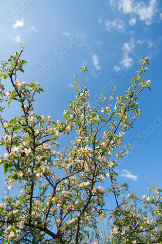 branch of a tree in spring