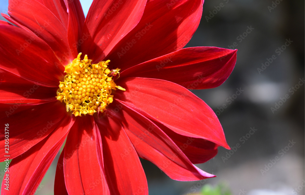 Bright red with yellow dahlia flower on a dark blurred background.Beautiful floral composition Bright red with yellow dahlia flower on a dark blurred background.Beautiful floral composition