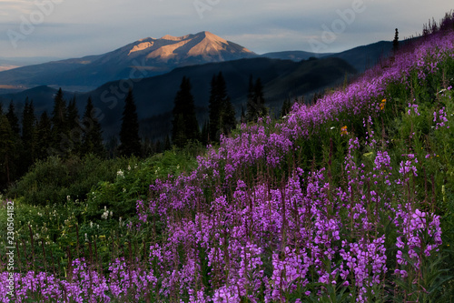 Fireweed Sunset