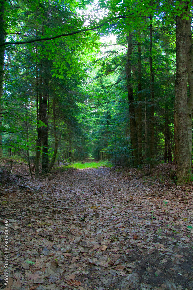 Fototapeta premium Dark forest