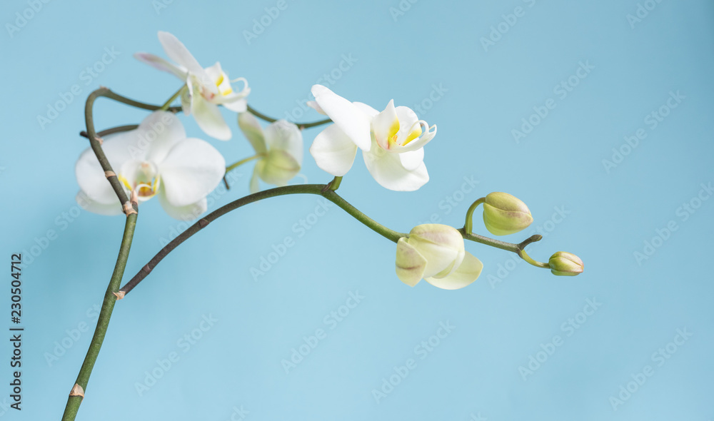 Obraz premium Close up of white phalaenopsis orchid against blue background (selective focus)