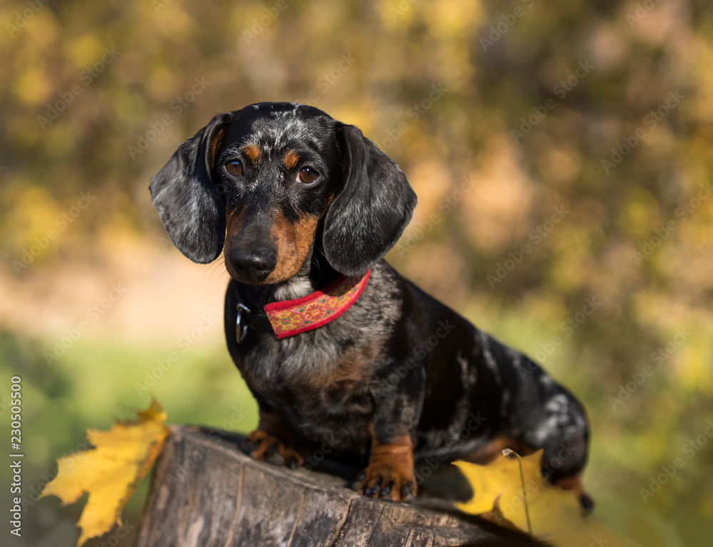 Puppy dachshund, New Year's puppy, Christmas dog..