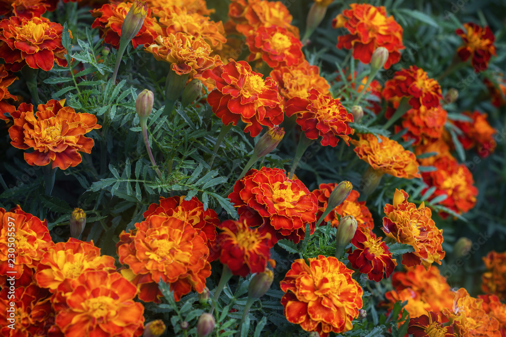 Close up of beautiful Marigold flower Close up of beautiful Marigold flower