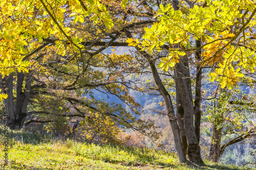 Oaks with yellow leaves in the autumn mountains, close-up