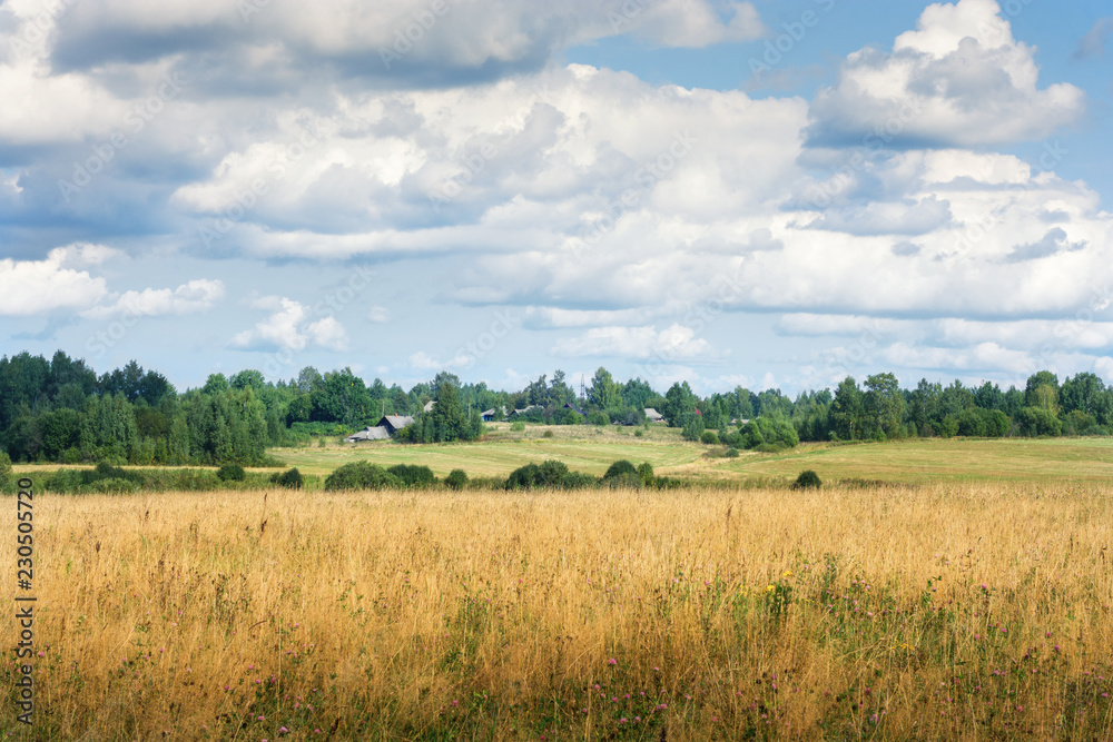 Fototapeta premium Field under a blue sky with clouds