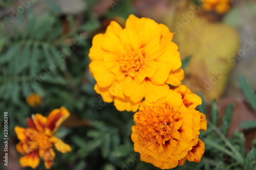 yellow flower