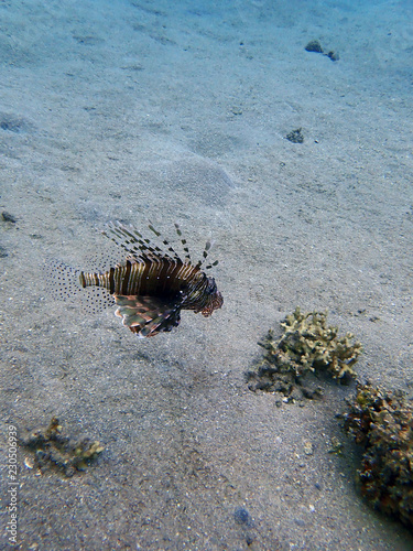 tropical fish lionfish with poisonous spikes at the bottom of a new diving site in Eilat KAst A  Eilat Pipeline Company Eilat Ashkelon  