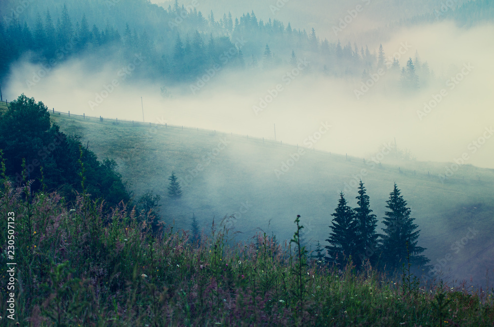 Fototapeta premium Foggy morning summer landscape, amazing hipster background with fir trees