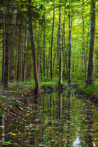 Fototapeta Naklejka Na Ścianę i Meble -  Reflections of trees in a forest pond