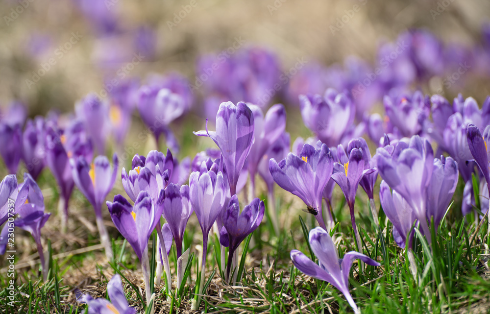 Beautiful violet crocus flowers growing in the grass, the first sign of spring. Seasonal easter background.