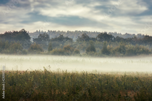 meadow on a misty autumn morning.
