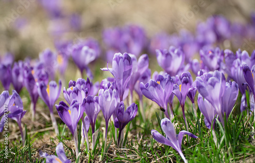 Beautiful violet crocus flowers growing in the grass  the first sign of spring. Seasonal easter background.