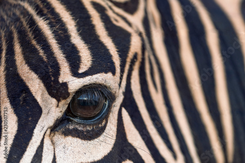 Close up of a Zebras eye