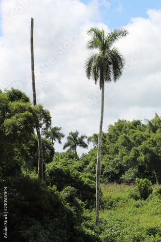 Foto Cuba Pinar del Rio