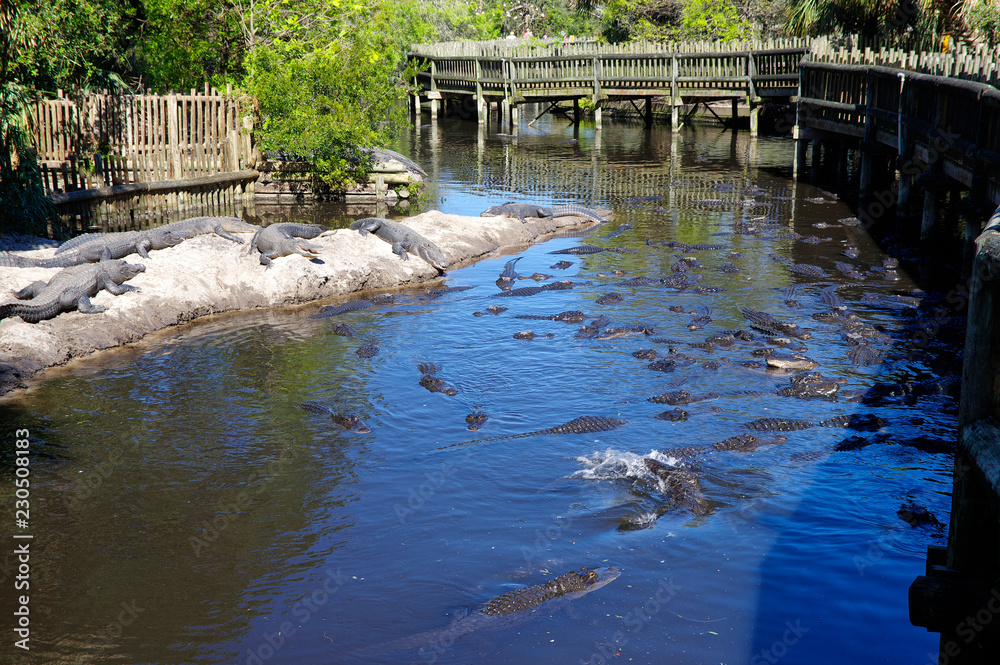 Fototapeta premium A group of Alligators gather near the edge of a pond, St. Augustine Alligator farm, St. Augustine, Florida, USA