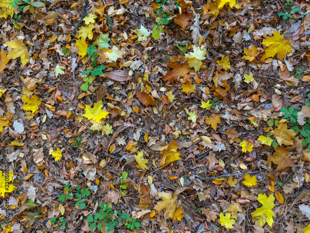 Colorful autumn leaves on the ground in the forest