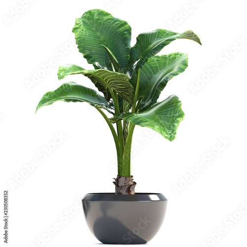 alocasia macrorrhiza in a pot on a white background