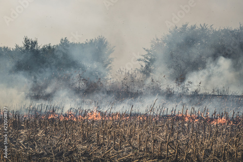 Fire set on corn field.Burning corn field after the harvest