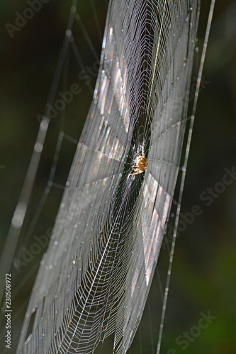 spinne in spinnennetz