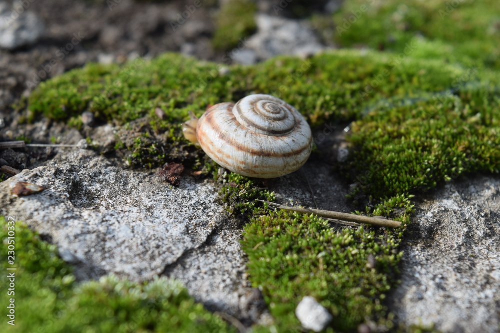 Snail crawling on moss. Macro photography in natural habitat. Snail crawling on moss. Macro photography in natural habitat.