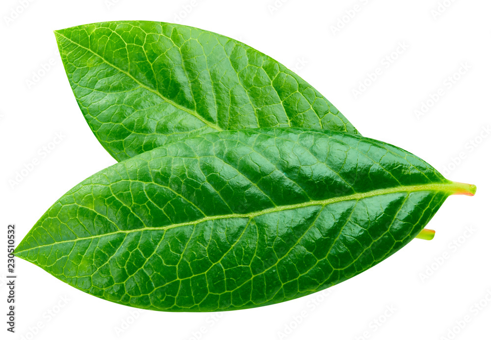 Obraz premium Blueberry leaves Clipping Path