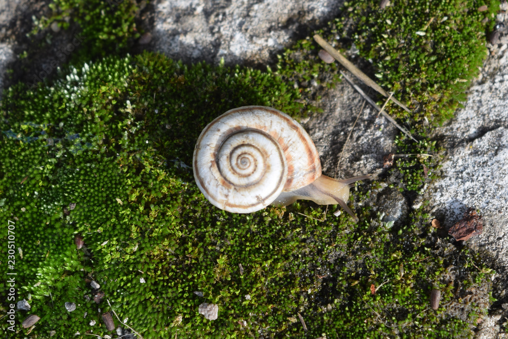 Snail crawling on moss. Macro photography in natural habitat. Snail crawling on moss. Macro photography in natural habitat.