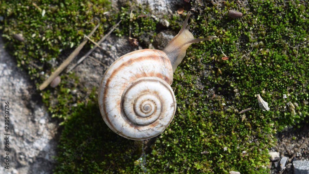 Snail crawling on moss. Macro photography in natural habitat. Snail crawling on moss. Macro photography in natural habitat.