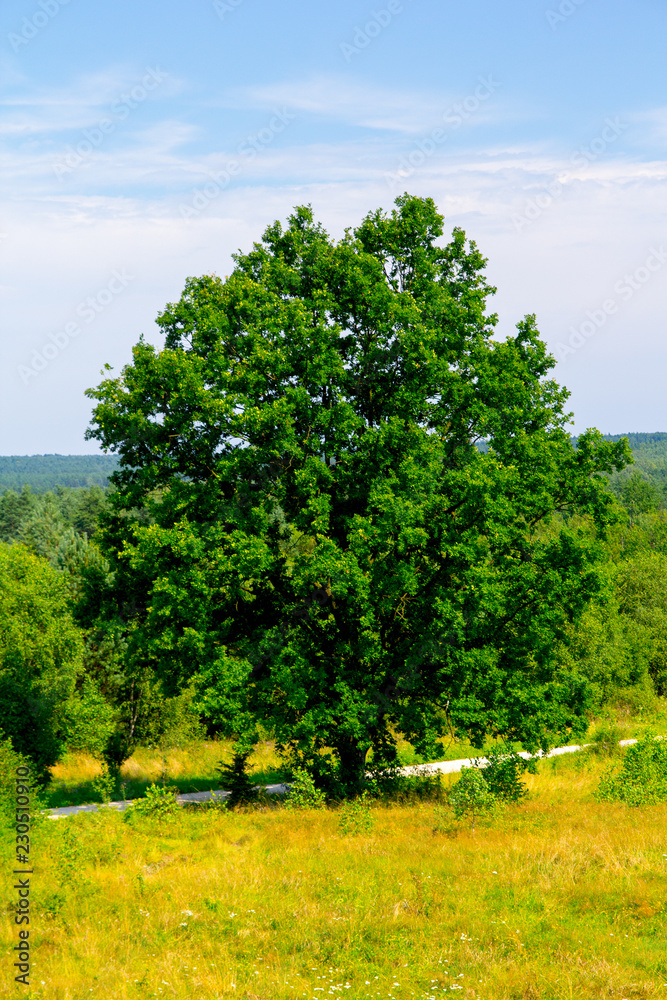 tree in the field tree in the field