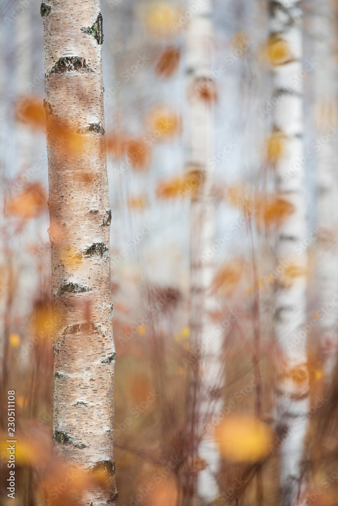 Autumn forest. Birch (Betula pendula) tree trunks and colorful autumn leaves. Autumn forest. Birch (Betula pendula) tree trunks and colorful autumn leaves.