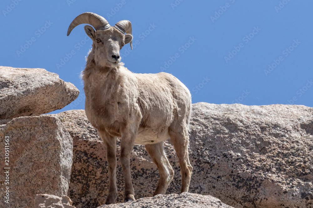 Naklejka premium Perched Bighorn Sheep