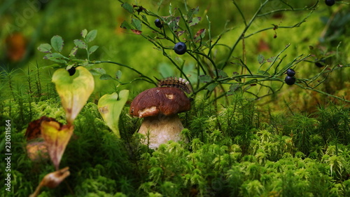 гусеница на белом грибе под кустом черники на сфагновом болоте в сентябре photo