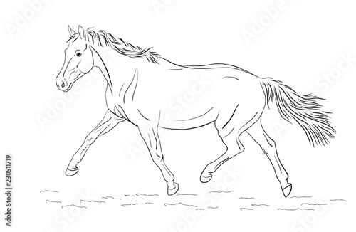 A sketch of a freely trotting horse.