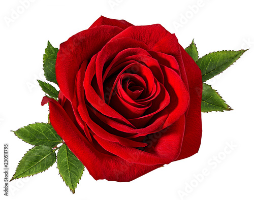 Fresh beautiful rose isolated on white background with clipping path photo