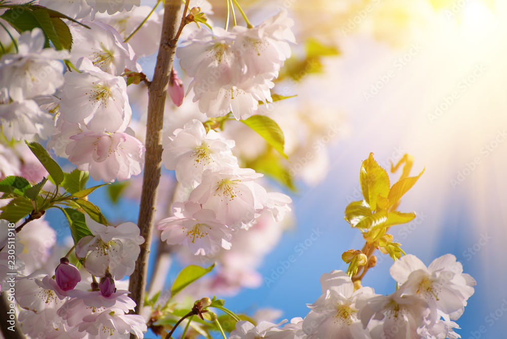 Obraz premium Apple tree flower blossoming at spring time, floral sunny vintage natural background